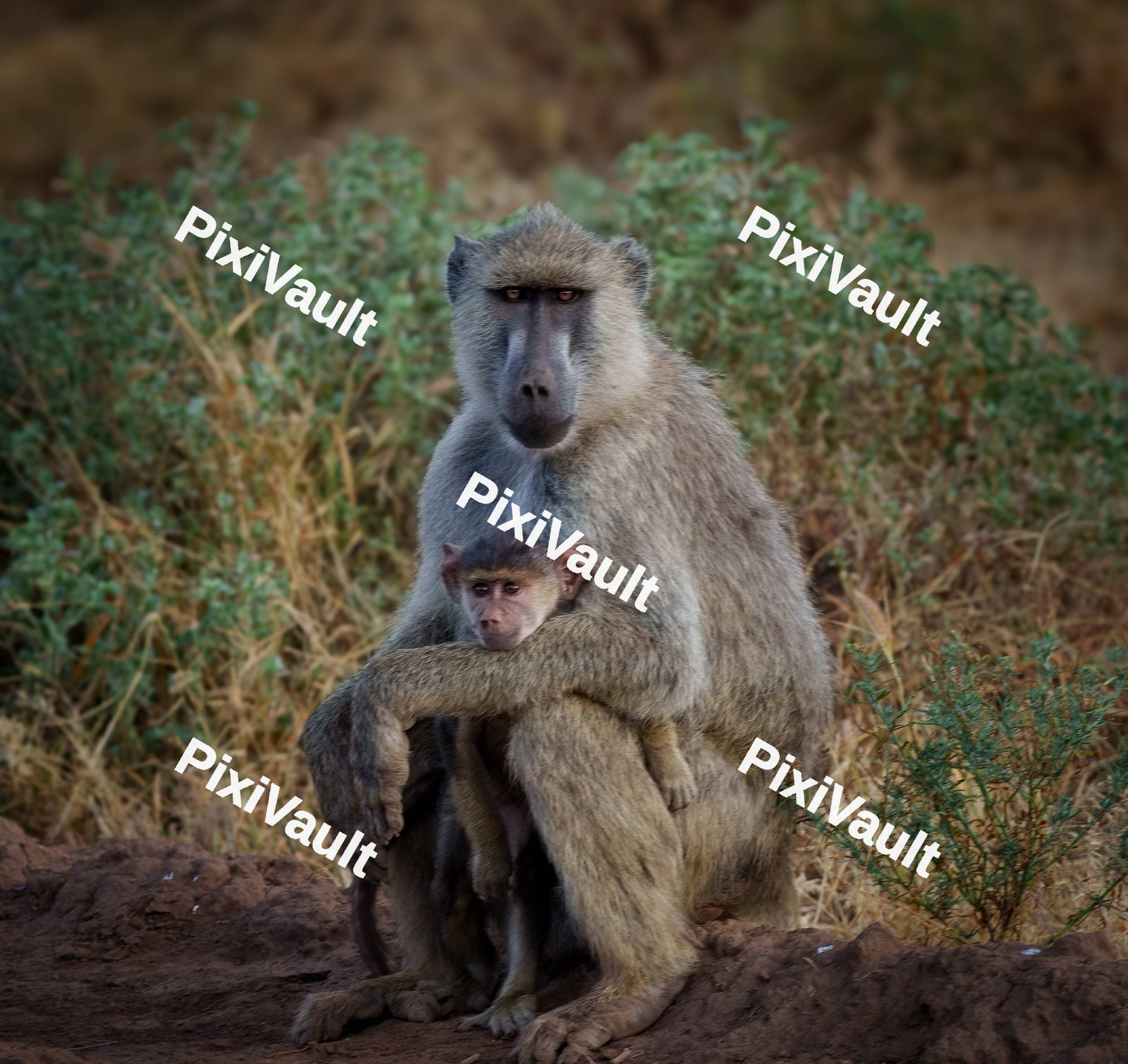 A baboon holding its baby